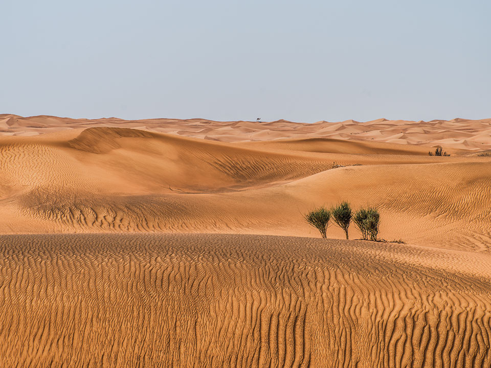 Motiv Wüste mit drei Büschen