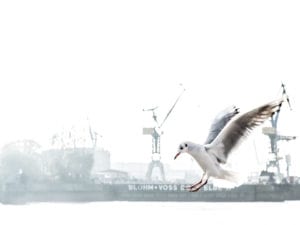 Möwe Hamburger Hafen Motiv 246 | |