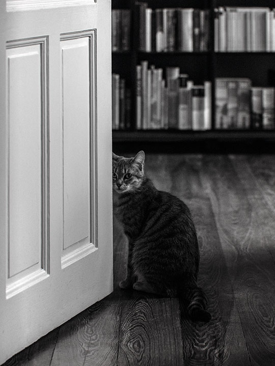 Katze mit Tür s/w