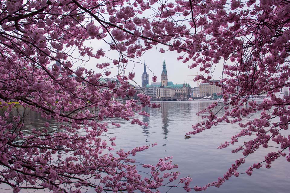 Motiv Rathaus -Hamburg - kirschblüten
