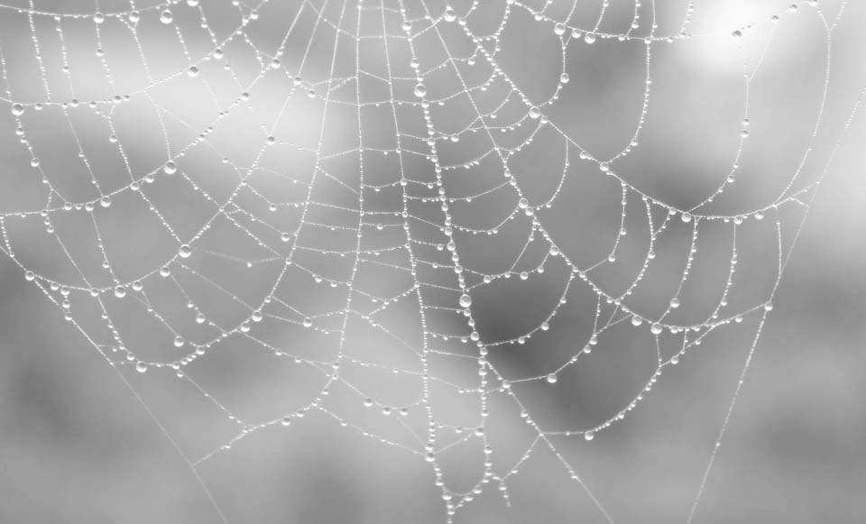 Spinnennetz im Morgennebel s/w