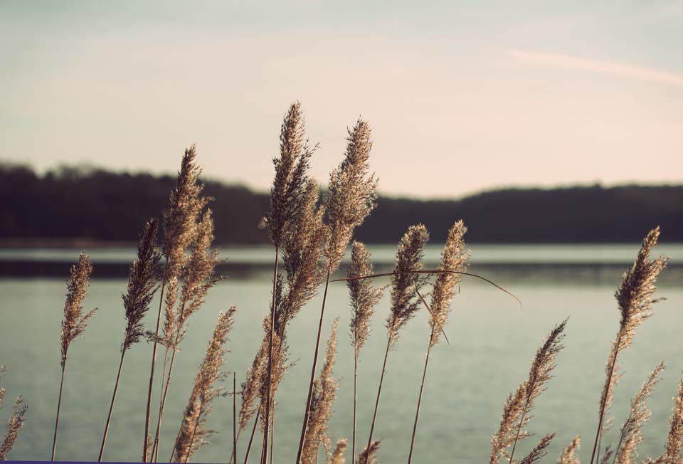 Am leisen See Motiv 1339 | |