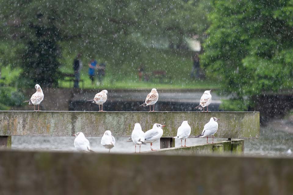 Galerie30 Möwen im Park beim Duschen
